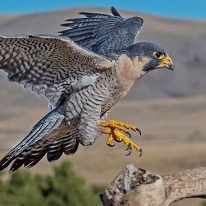 Meet your Posher, Jamal